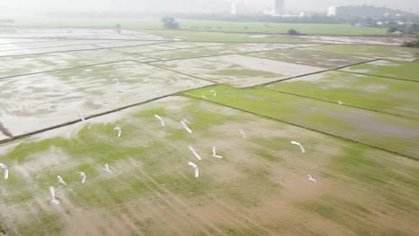 Aerial-view-of-white-egrets-bird-flying-in-same-direction.